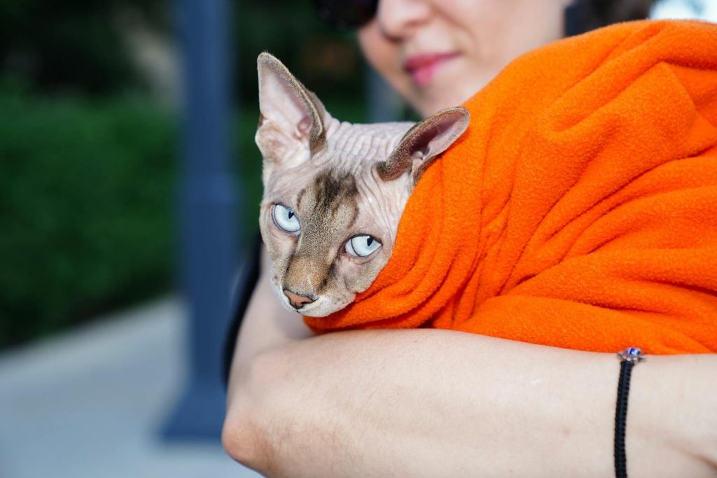 A Sphynx cat with blue eyes wrapped in an orange blanket, held by a woman outdoors.