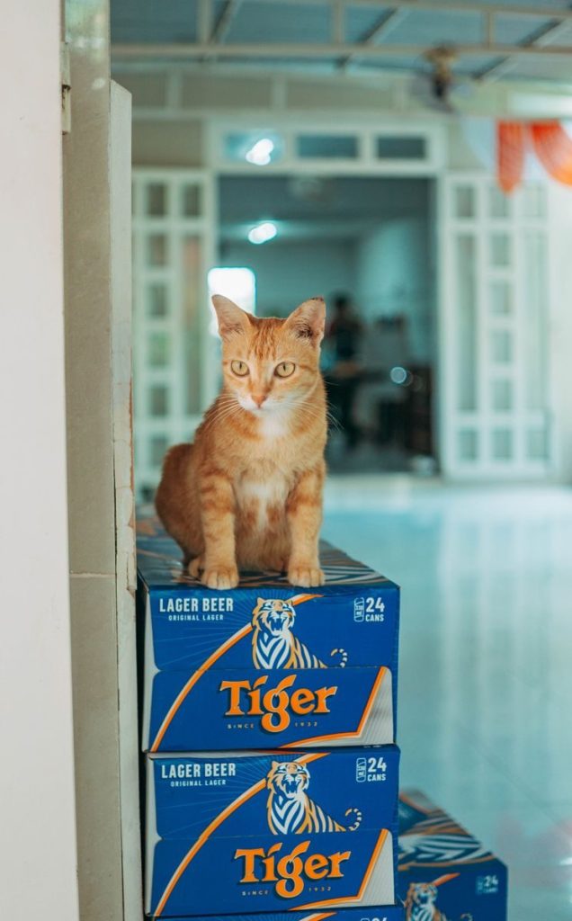 Ginger cat perched on Tiger Lager Beer boxes in a bright indoor setting, showcasing curiosity.