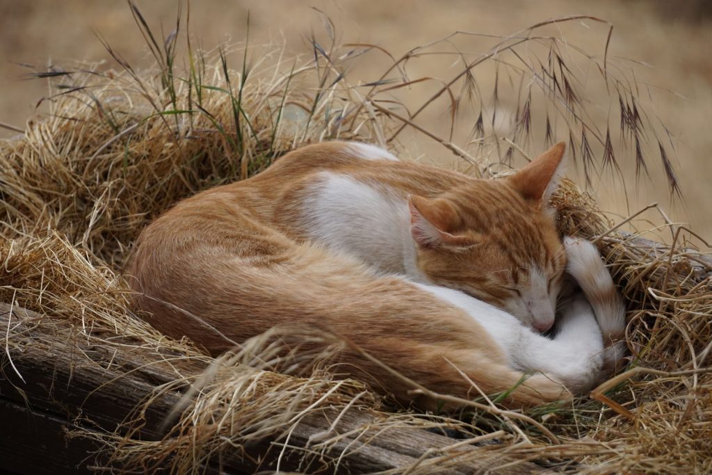 A serene image of a ginger and white cat sleeping in hay, capturing natural tranquility.