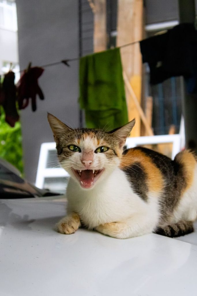 A lively calico cat meowing cheerfully while lounging outdoors in Rize, Türkiye.