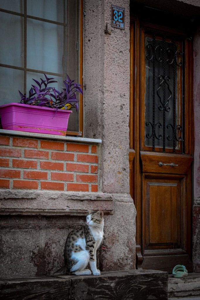 Street scene with a cat sitting by a door, purple plant in view.