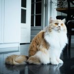 A fluffy ginger and white cat sitting indoors on a polished floor in a modern home setting.