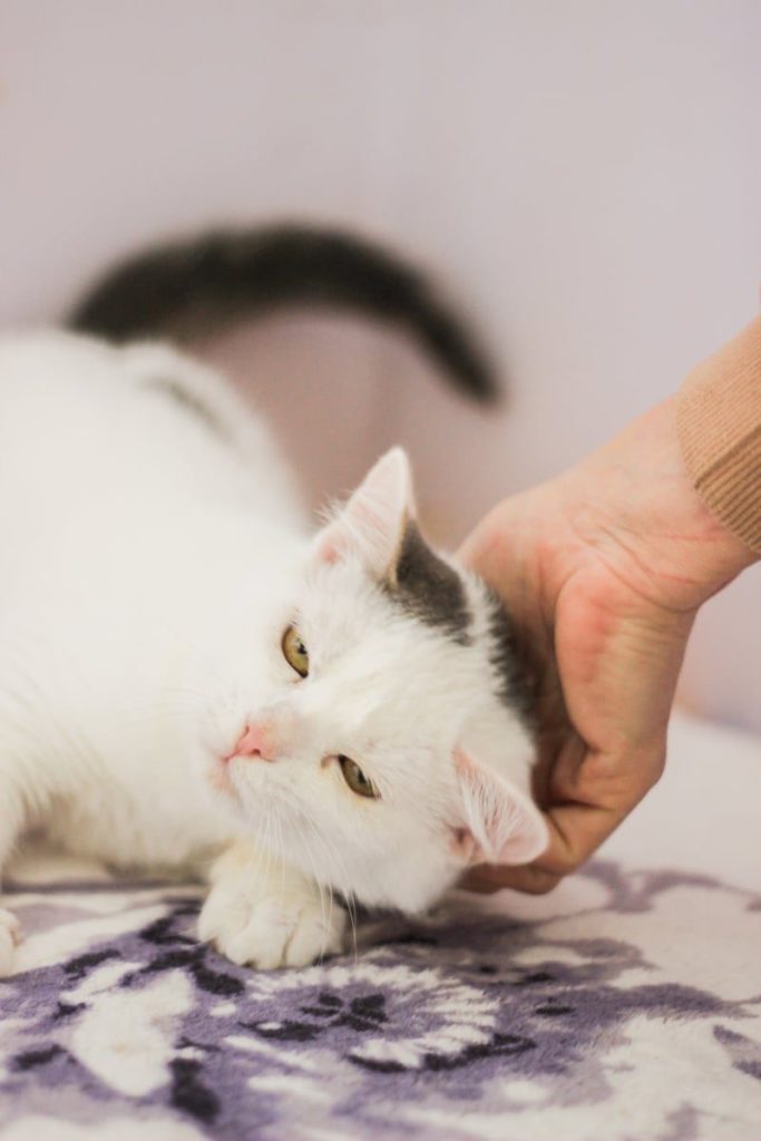 Close-up of a white cat being petted gently on the head, relaxing indoors.