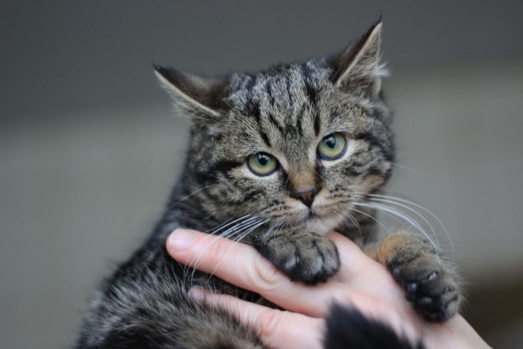 Close-up of a cute tabby kitten being gently held. Perfect for pet lovers.