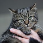 Close-up of a cute tabby kitten being gently held. Perfect for pet lovers.