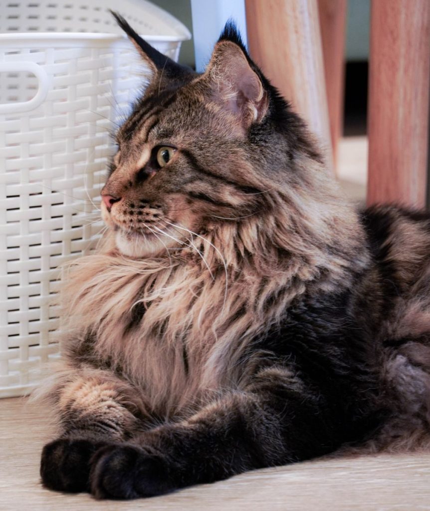 Close-up of a majestic Maine Coon cat lounging indoors, showcasing its thick fur and attentive gaze.