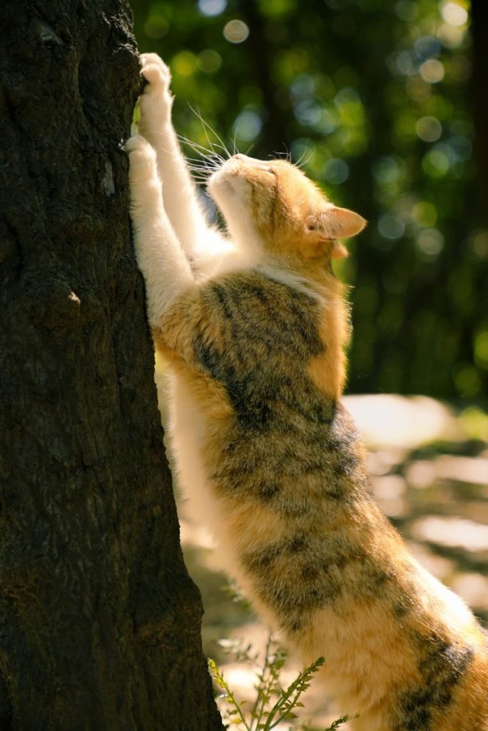 A domestic cat stretches and scratches a tree in a sunlit outdoor forest setting, showcasing natural behavior.