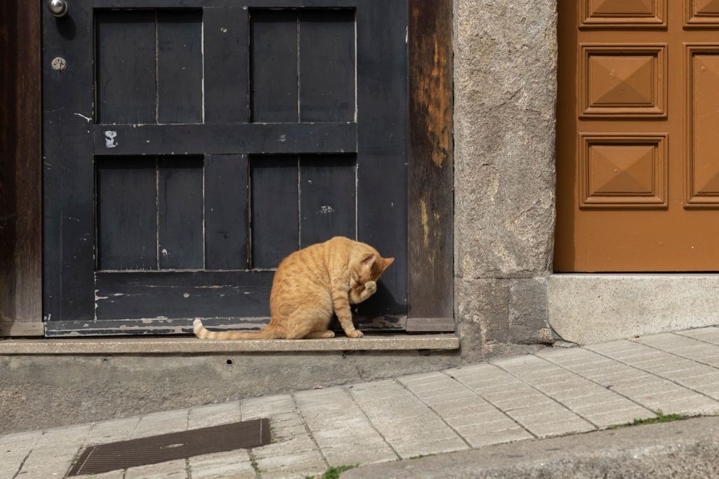 A ginger cat grooming itself on a doorstep in an urban setting, showcasing street charm.