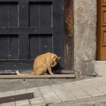 A ginger cat grooming itself on a doorstep in an urban setting, showcasing street charm.