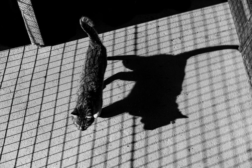 Artistic monochrome image of a cat casting a shadow through grate in BahÃa Blanca.