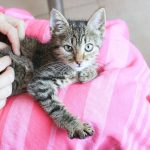 Cute tabby kitten resting on a pink blanket, being gently petted by human hands.