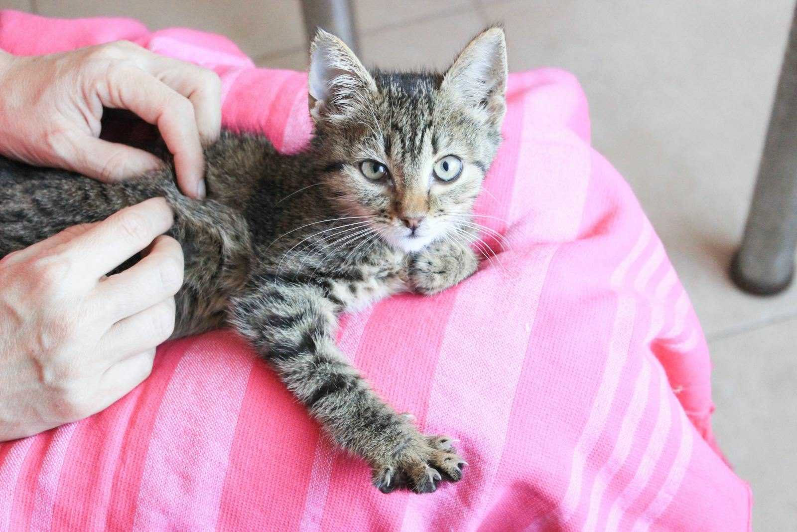 Cute tabby kitten resting on a pink blanket, being gently petted by human hands.