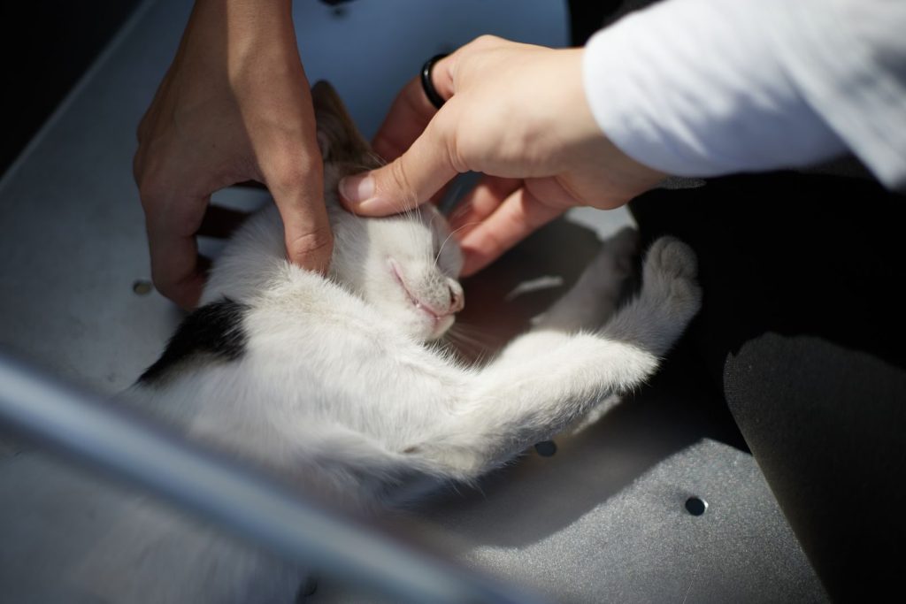A content kitten enjoys a gentle petting session with soothing hands.