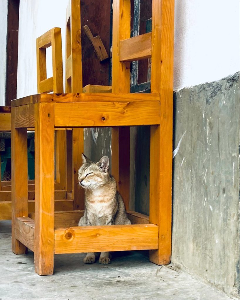 A cat sits comfortably under stacked wooden chairs inside a room.