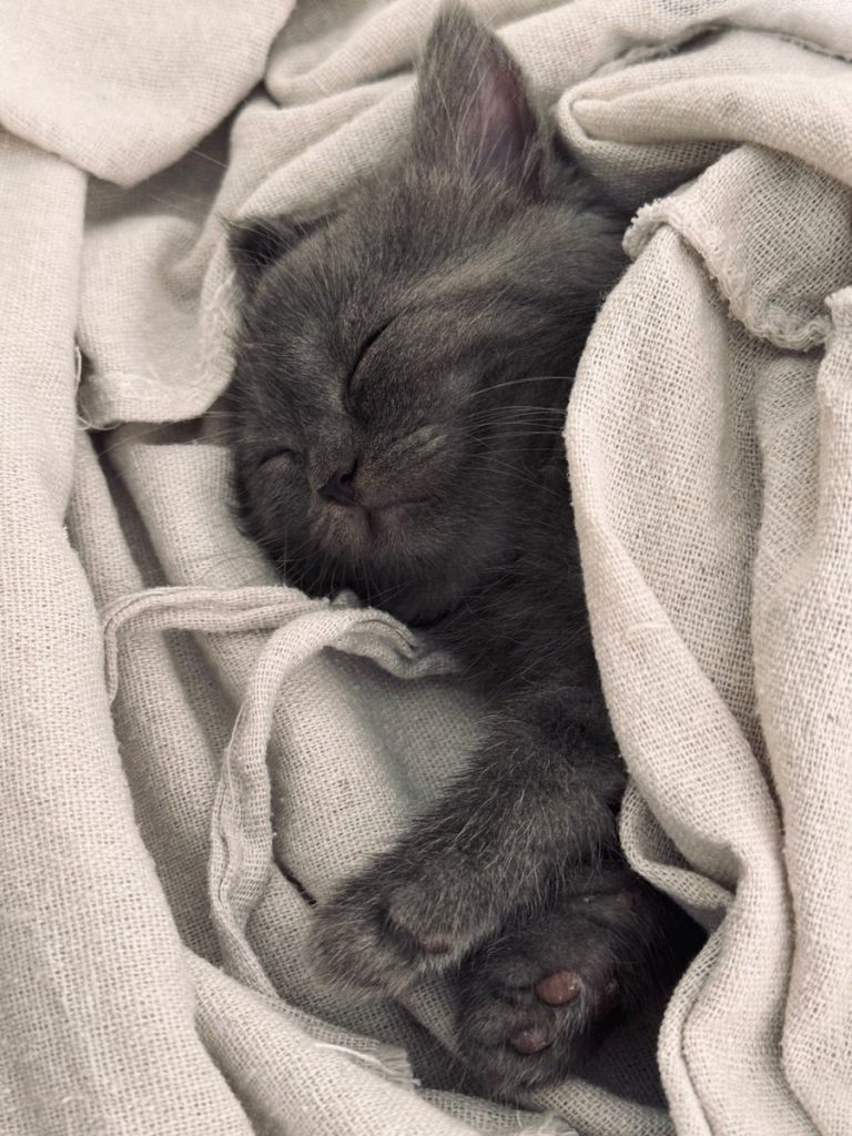 Adorable gray kitten peacefully sleeping in cozy blankets, exuding warmth and cuteness.
