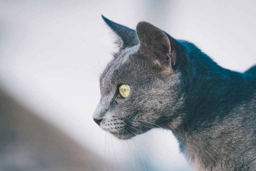 A detailed side profile of a gray cat with striking yellow eyes, captured outdoors.