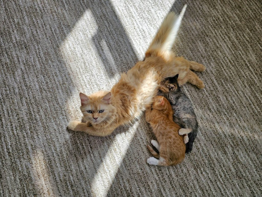 A mother cat nurses two kittens in a sunlit room, creating a cozy family scene.