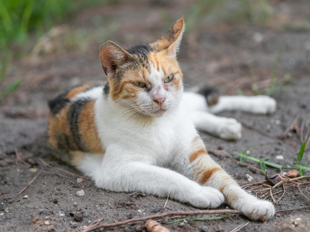 A calico cat with vibrant fur rests peacefully outdoors on a sunny day.