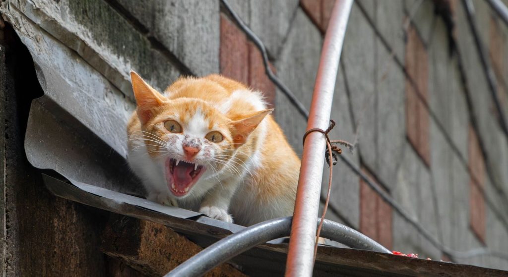 A fierce feline showing its fangs on a rooftop in Baguio, Philippines.