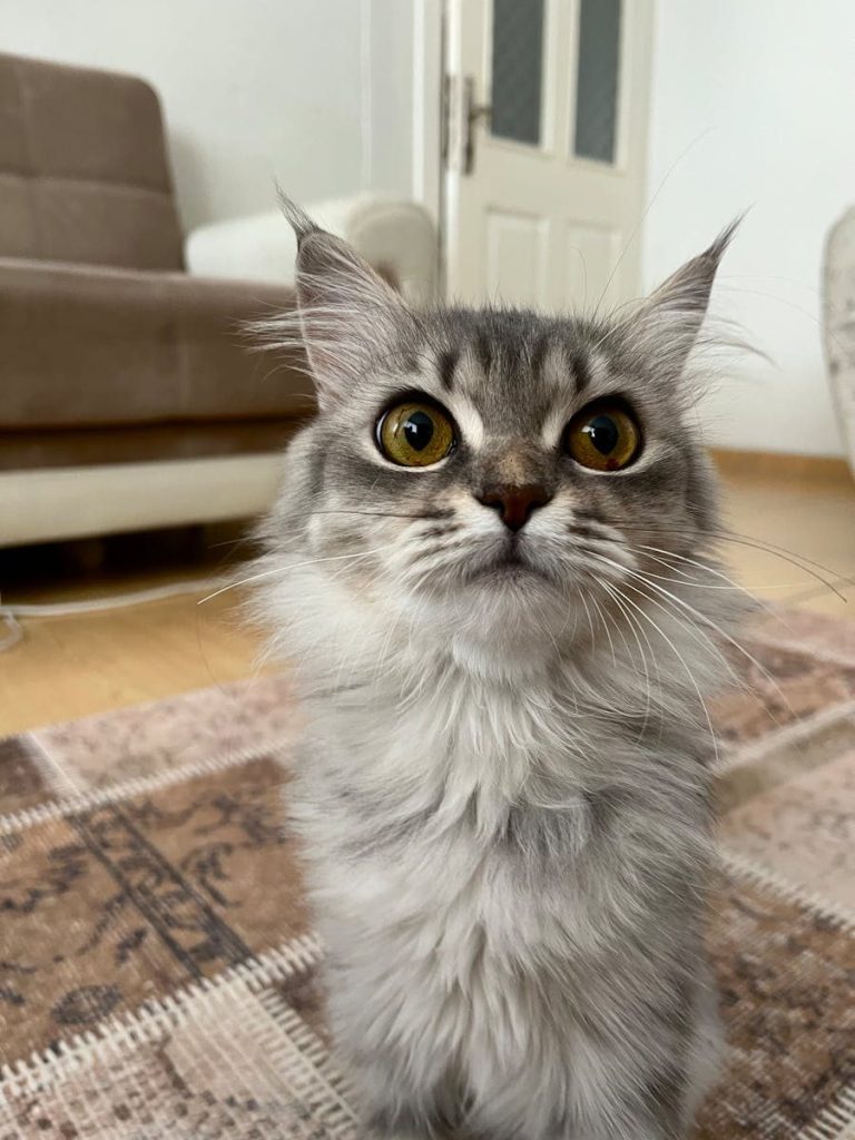 Cute grey Persian cat with big eyes sitting in a cozy indoor setting.