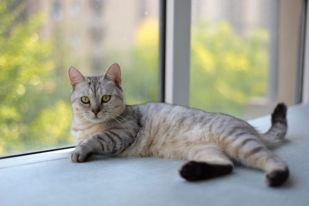 A serene gray tabby cat lounging by a bright window, enjoying a peaceful day indoors.