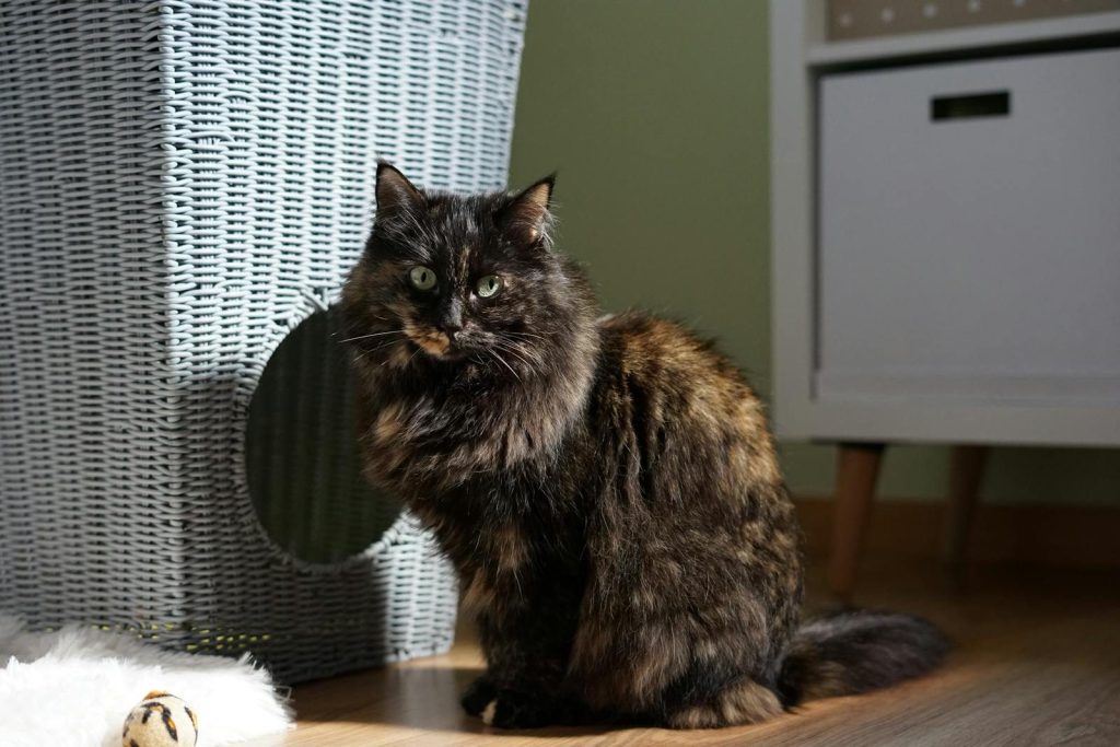 A fluffy cat sits indoors next to a woven basket, bathed in natural light.