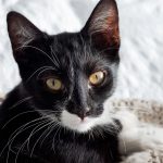 Close-up of a cute black and white kitten with amber eyes, lying indoors.