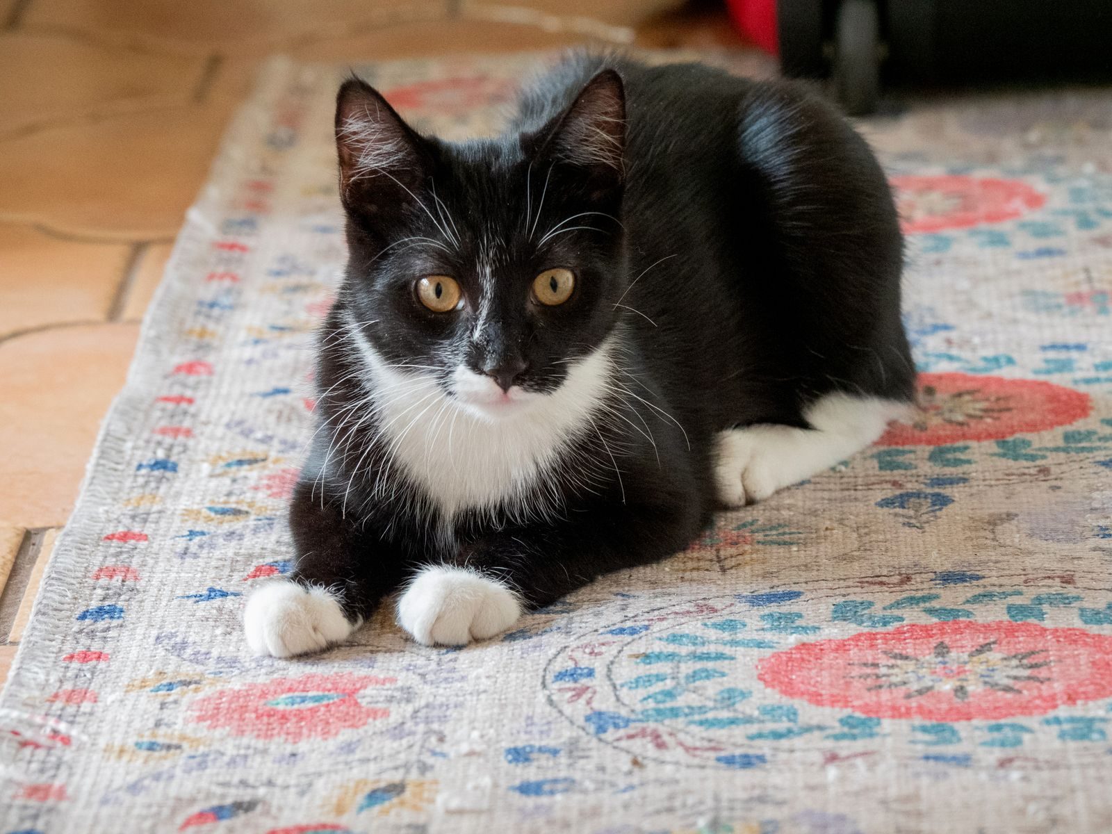 A cute tuxedo cat lounging on a colorful patterned rug indoors, looking directly at the camera.
