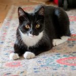 A cute tuxedo cat lounging on a colorful patterned rug indoors, looking directly at the camera.