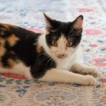 Charming calico cat lounging on a vibrant patterned rug, exuding warmth and coziness.