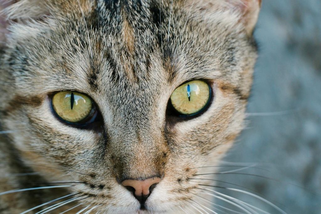 Detailed close-up of a tabby cat's intense gaze showing vibrant green eyes and detailed fur.