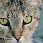 Detailed close-up of a tabby cat's intense gaze showing vibrant green eyes and detailed fur.