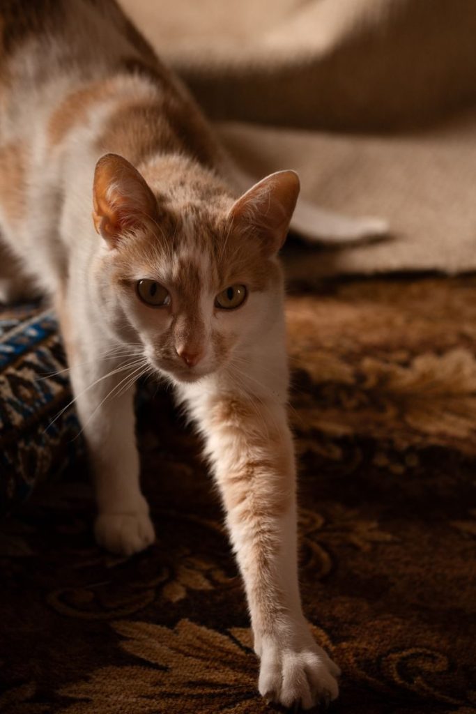 A ginger domestic cat striding confidently on a patterned carpet indoors.