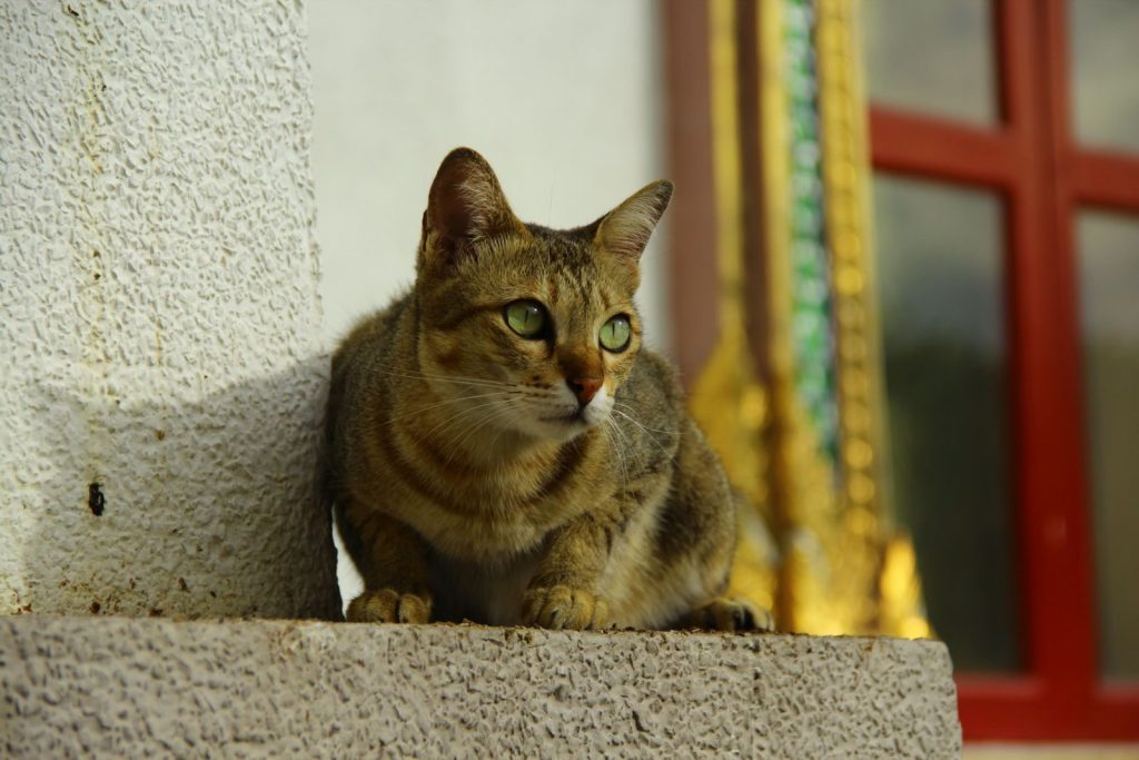 A beautiful tabby cat resting near an ornately decorated window sill in a temple setting.