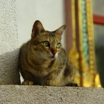 A beautiful tabby cat resting near an ornately decorated window sill in a temple setting.