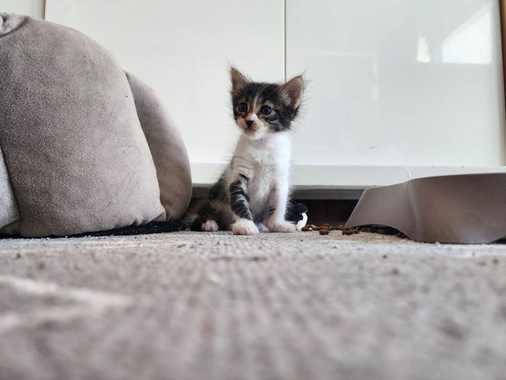 Cute kitten sitting on a carpet in a sunlit room with soft cushions.