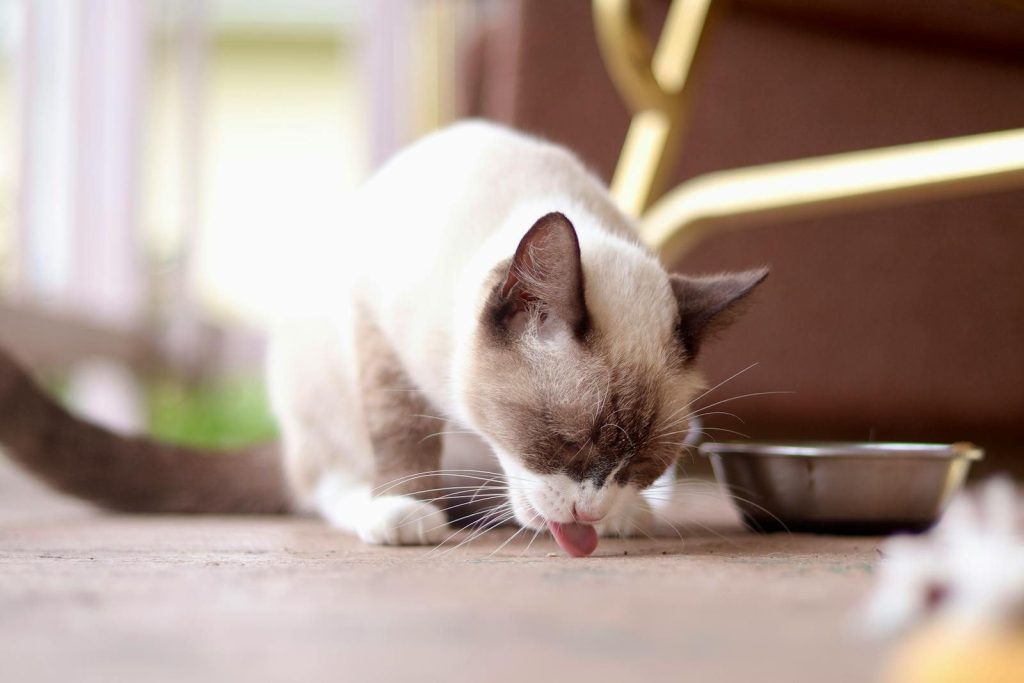 Cute Siamese cat licking the floor near a food bowl on a patio, captured in bright daylight.