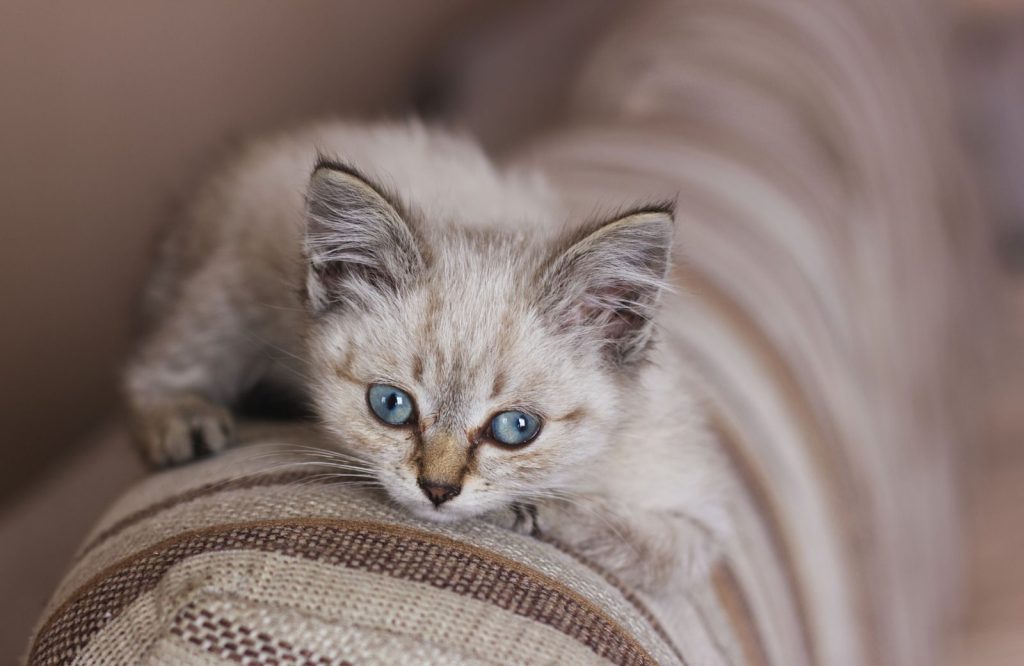 Adorable kitten with blue eyes resting on a striped couch, showcasing its fluffy fur up close.
