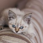 Adorable kitten with blue eyes resting on a striped couch, showcasing its fluffy fur up close.