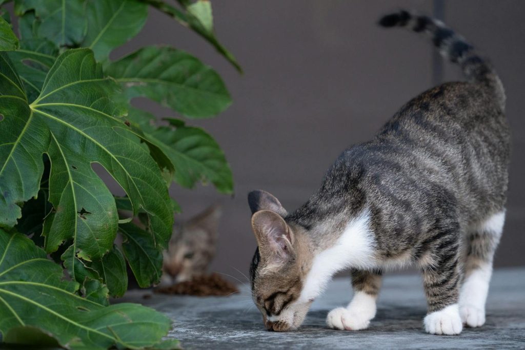 A tabby cat explores on a patio with lush green fig leaves nearby, capturing curiosity and nature.