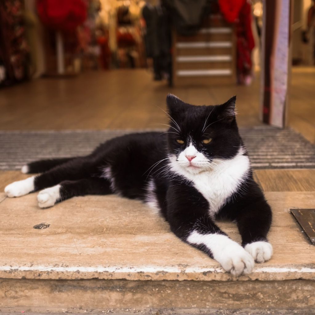 A black and white cat peacefully lounging on a stone step at an outdoor location.