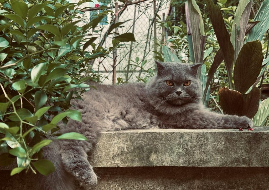 A fluffy gray cat lounging on a stone wall surrounded by lush green plants.