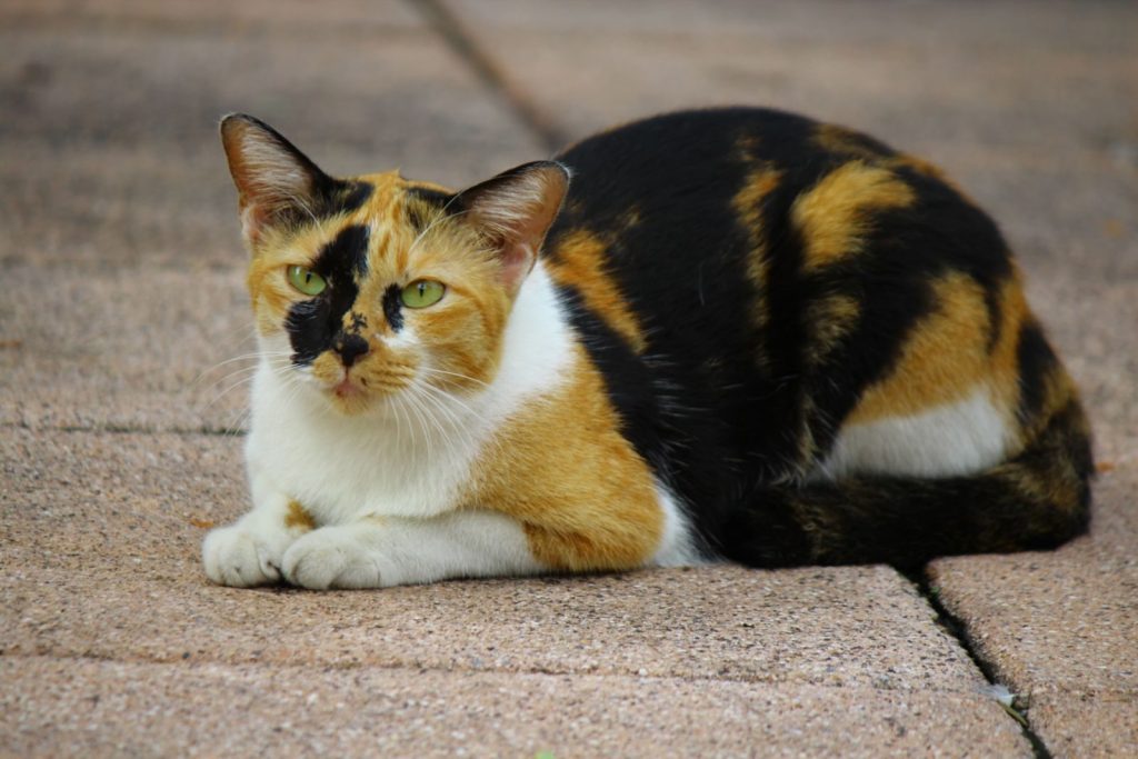 A tricolor patch cat lying on the pavement with attentive expression.