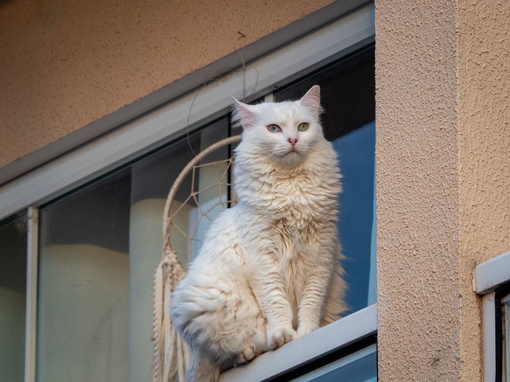 Charming white cat perched on an urban windowsill during daytime.