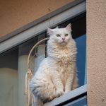 Charming white cat perched on an urban windowsill during daytime.