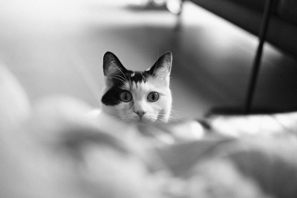 A curious black and white cat peeking from behind a surface indoors.