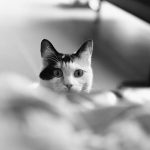 A curious black and white cat peeking from behind a surface indoors.