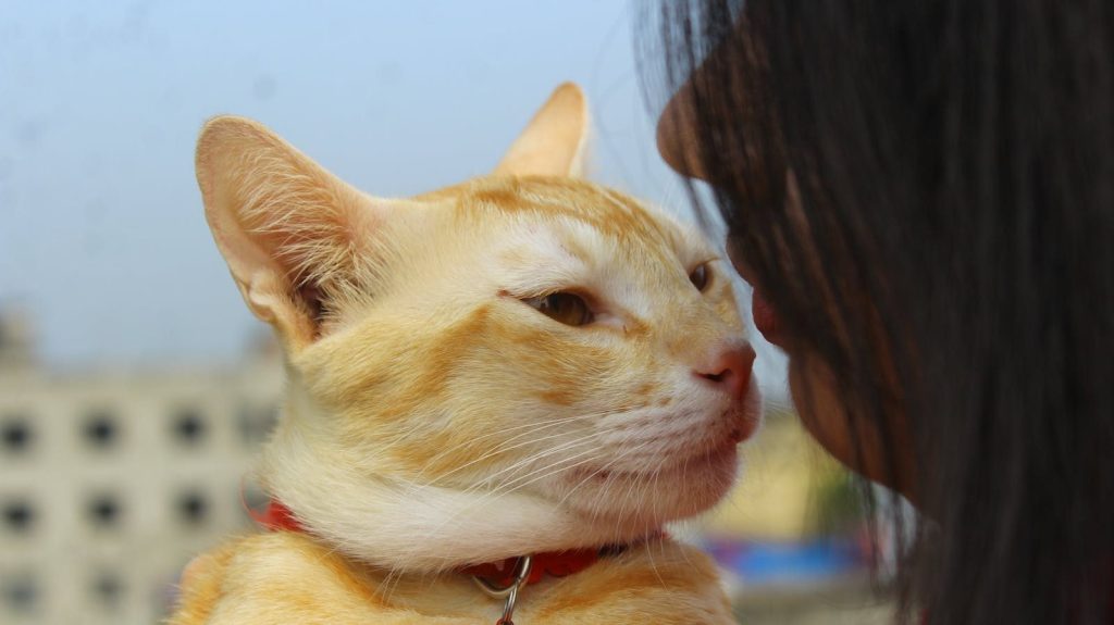 A ginger cat and woman share a loving moment outdoors, face to face.