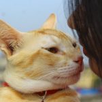 A ginger cat and woman share a loving moment outdoors, face to face.