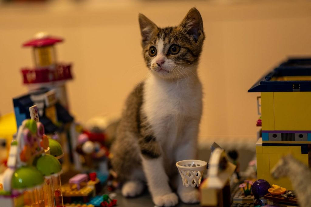 Adorable kitten sits amidst vibrant building blocks, showcasing curiosity and innocence indoors.